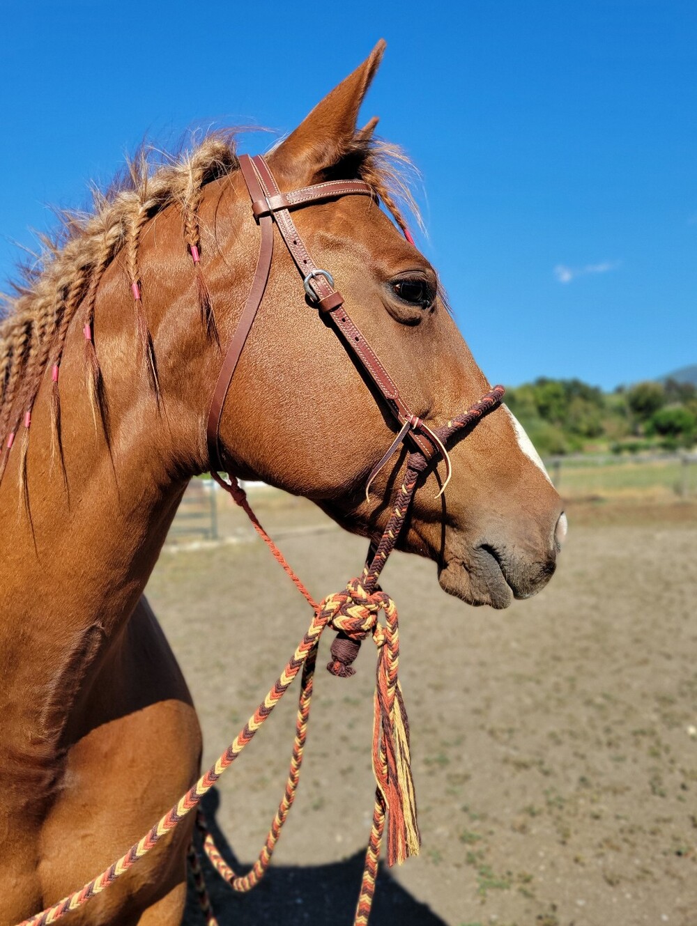 Loping Hackamore